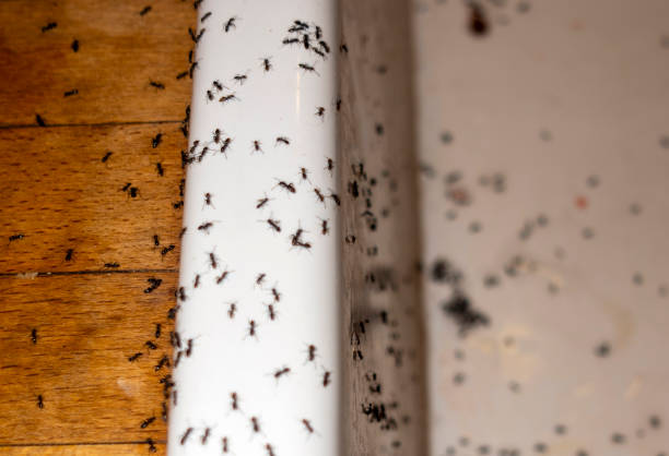 Best Mosquito Control Services  in Pho, IL
