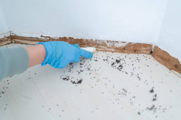 Best Local Pest Control Services  in Pho, IL
